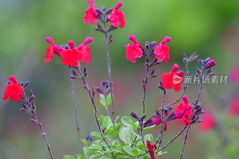 小叶鼠尾草/鼠尾草双色花，白色和红色